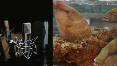 Photo of Podcast COVID19 with HKU | EP7: Luxury Seafood Trade during Coronavirus