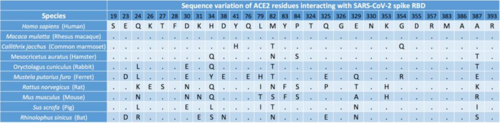 Sequence variation of ACE2 residues interacting with SARS-CoV-2 spike RBD