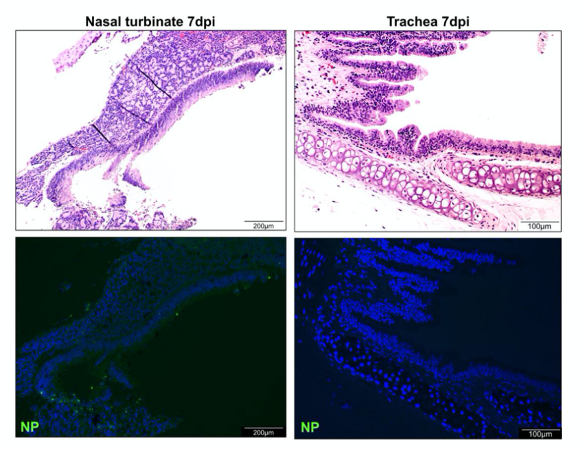 Histopathological changes of upper and lower respiratory tract tissues at days 7 and 14 after SARS-CoV-2 infection
