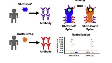 Photo of [Cell Reports] Cross-reactive antibody response between SARS-CoV-2 and SARS-CoV infections