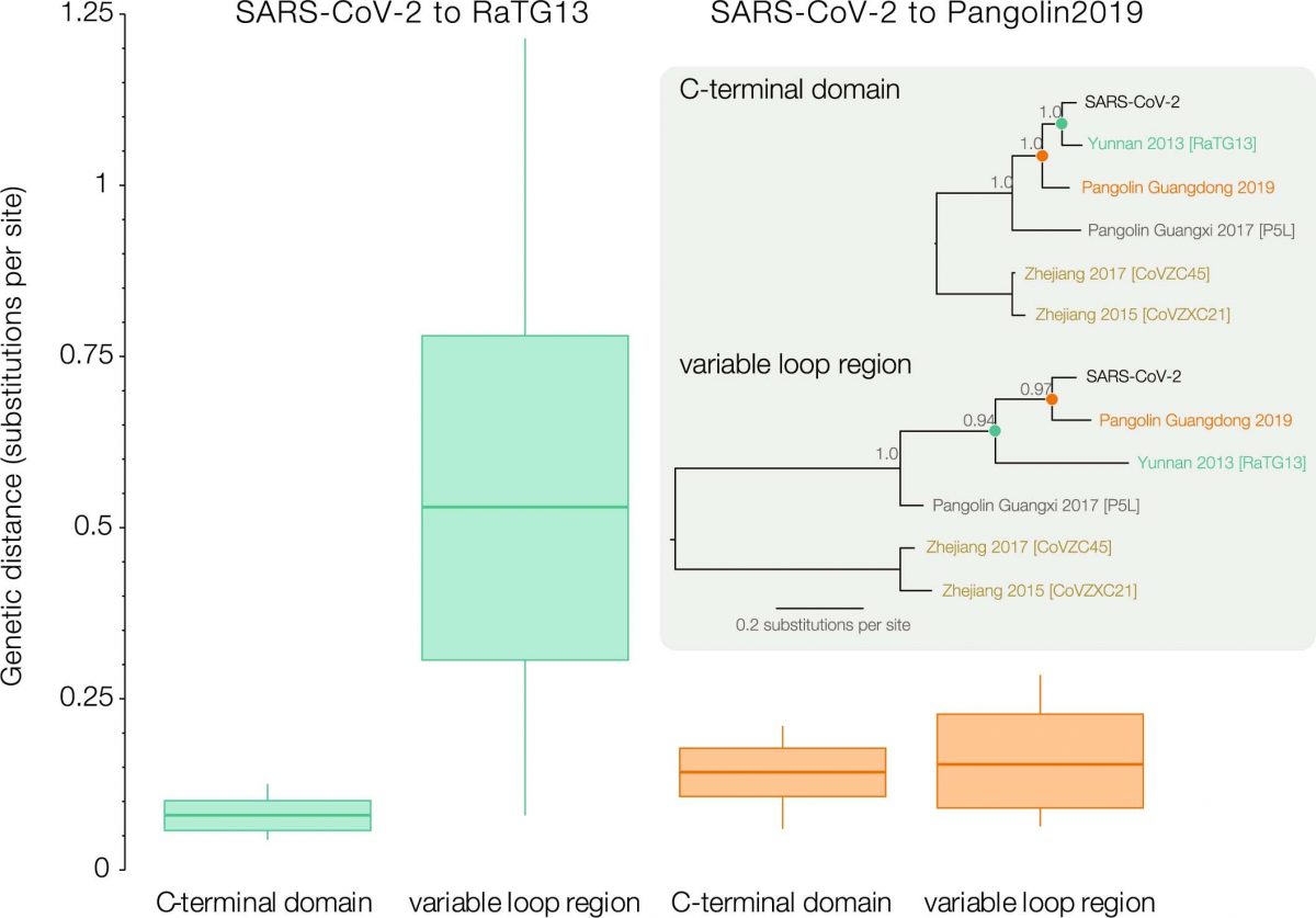 Photo of [Nature Microbiology] Evolutionary origins of the SARS-CoV-2 sarbecovirus lineage responsible for the COVID-19 pandemic